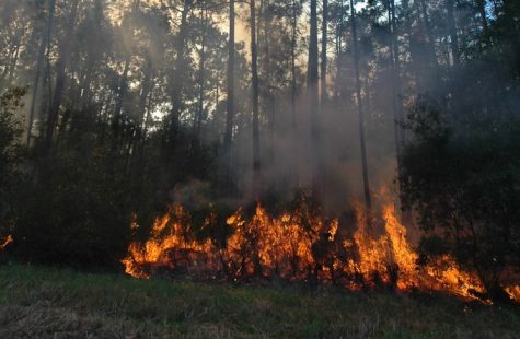 The Amazon Has Caught Fire