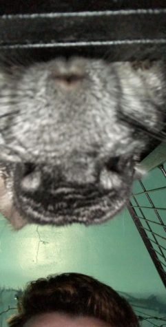 SCHS’s Weird Pets