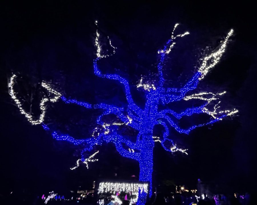 A lit up tree at the Missouri Botanical Garden on Dec. 3, 2021.