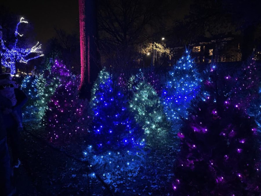 Christmas trees at the Missouri Botanical Garden on Dec. 3, 2021.