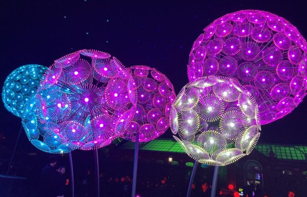 Colorful Dandi flower lights featured at Garden Glow. (William Hippe)