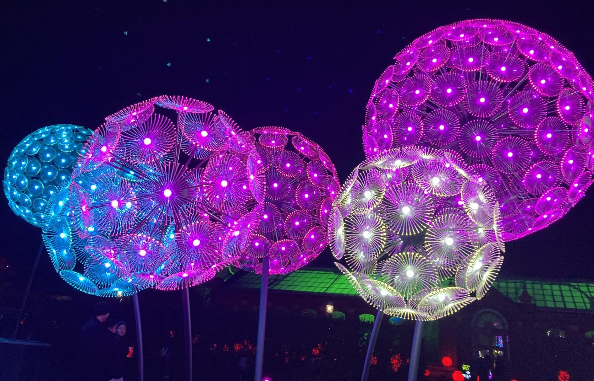 Colorful Dandi flower lights featured at Garden Glow. (William Hippe)