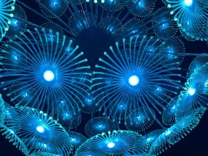 Blue lights that form a flower at St. Louis Garden Glow. (William Hippe)