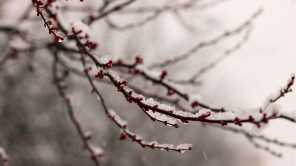 Snow resting on the branches of a tree.